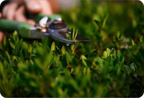 صيانة حدائق